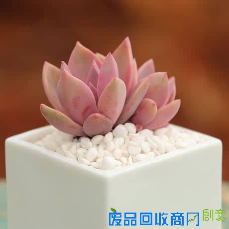 我们都有初恋，但你懂的初恋嘛！