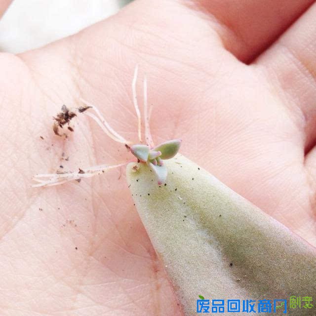 我们都有初恋，但你懂的初恋嘛！