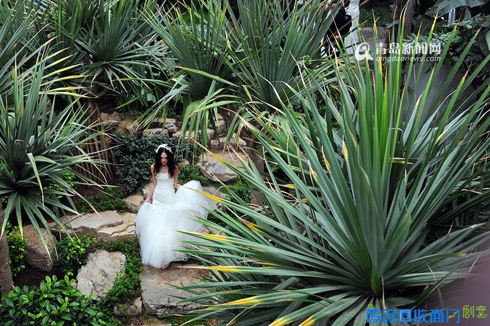 高清:世博园上演丛林婚纱秀 模特宛如林间仙子