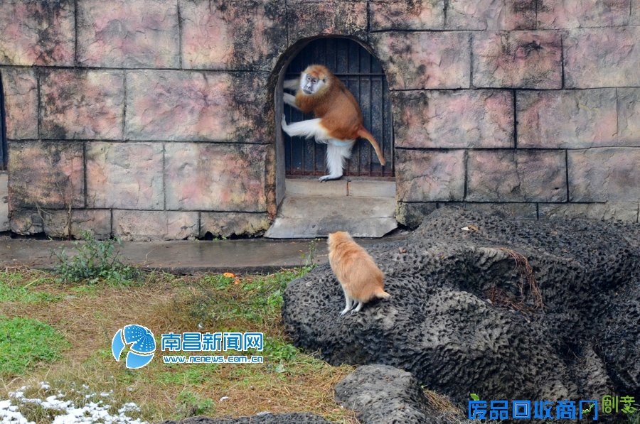 高清图：丙申年来临 南昌萌猴给您拜年！