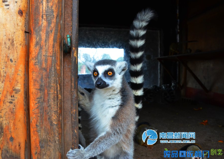 高清图：丙申年来临 南昌萌猴给您拜年！