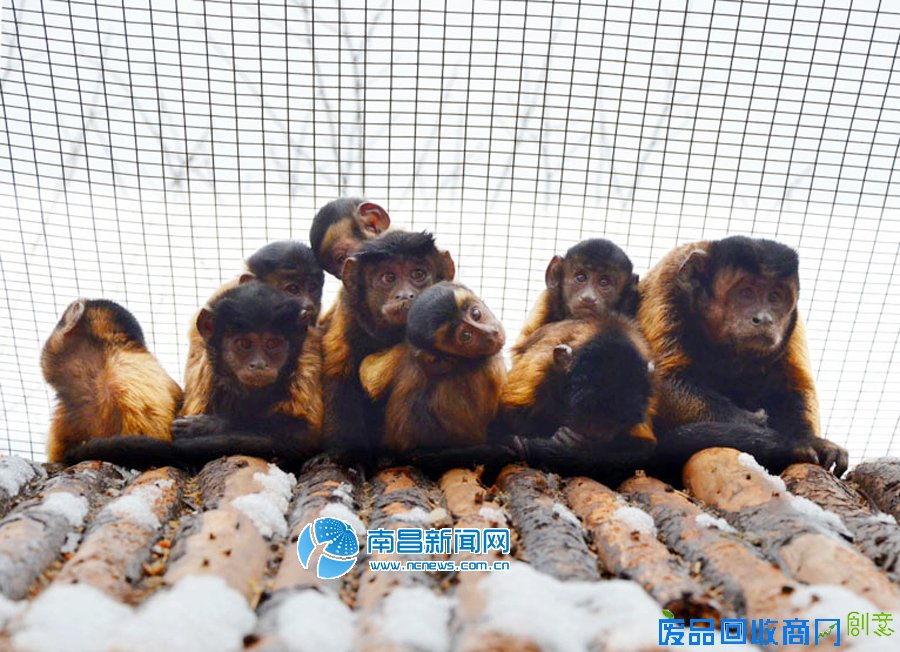 高清图：丙申年来临 南昌萌猴给您拜年！