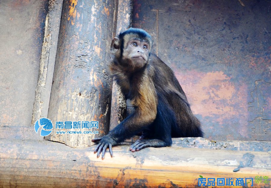 高清图：丙申年来临 南昌萌猴给您拜年！