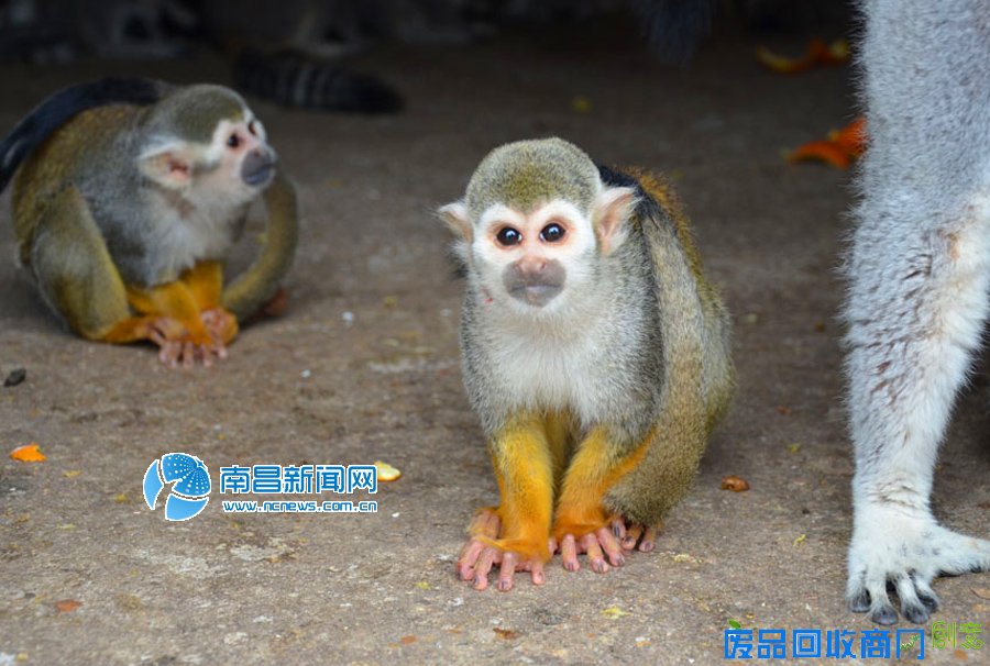 高清图：丙申年来临 南昌萌猴给您拜年！