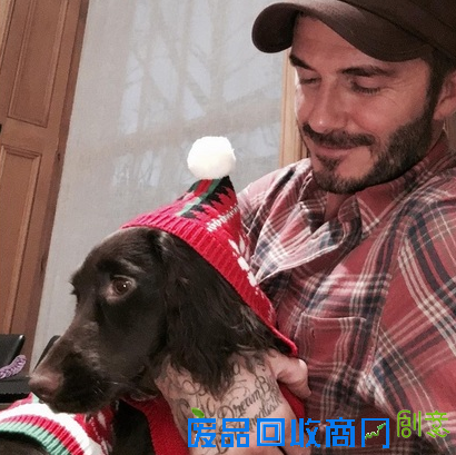 贝克汉姆为爱犬一周花五千多 网友：活得不如狗