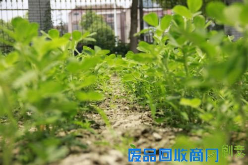 专家公布春节后20款最佳排毒食物（17）