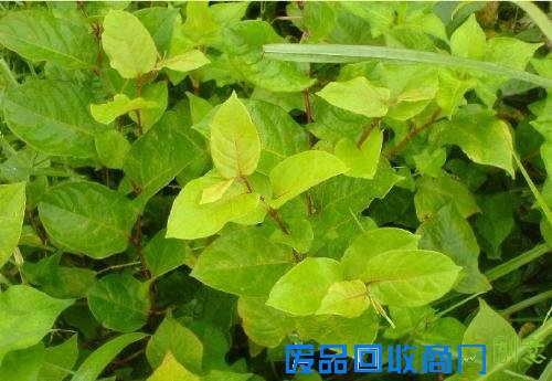 专家公布春节后20款最佳排毒食物（20）