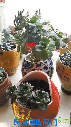 卢红伟:生活有奇巧 酒瓶作花盆(组图)