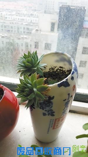 卢红伟:生活有奇巧 酒瓶作花盆(组图)