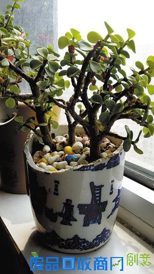 卢红伟:生活有奇巧 酒瓶作花盆(组图)