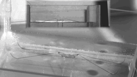  韩国首尔大学研发仿生机械水黾