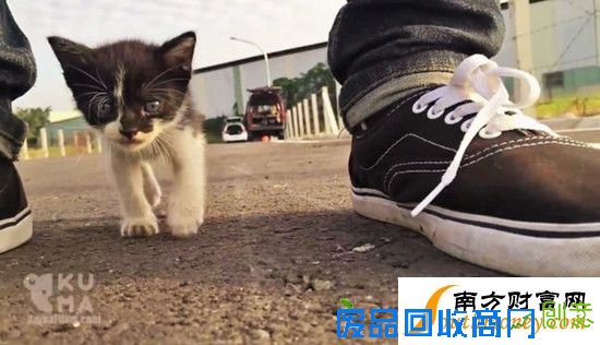 喵星人马路边选定铲屎官,然后一路尾随终获幸福