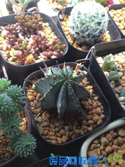 鲜花扮家清新无限