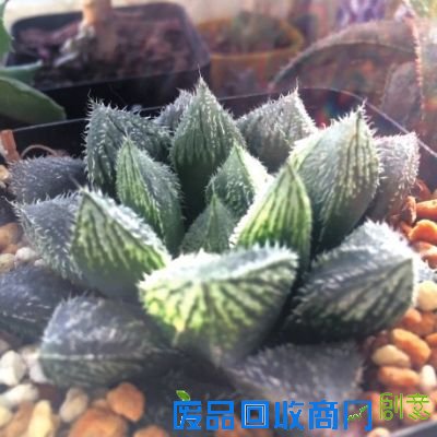 鲜花扮家清新无限
