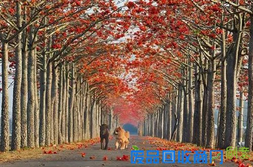 摄影下的甜蜜约会 五款单反相机推荐