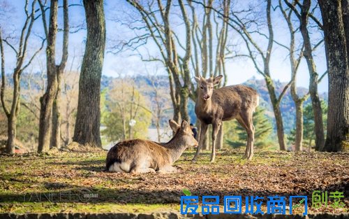 心机表美图儿怎么拍 索尼全画幅微单™A7遇上关东的最美枫景