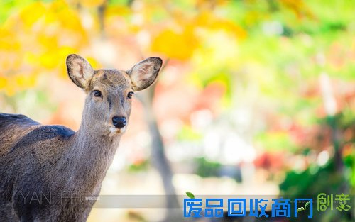 心机表美图儿怎么拍 索尼全画幅微单™A7遇上关东的最美枫景