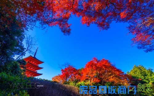 心机表美图儿怎么拍 索尼全画幅微单™A7遇上关东的最美枫景