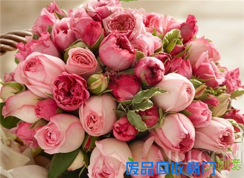 玫瑰物语 珠宝饰品中的永恒主题