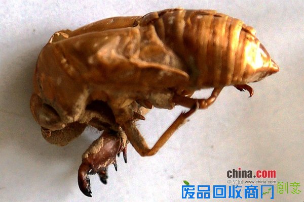 毛猴材料之一蝉蜕