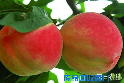 北京特产--平谷大桃