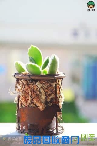 手工绝技一学就会 爸妈必学技能