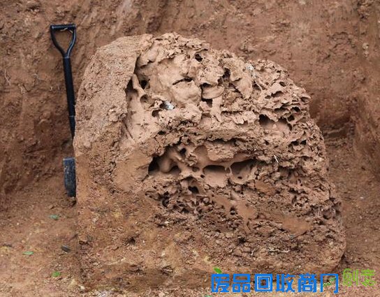 绍兴挖出巨型黄翅大白蚁巢 直径1.8m将制作标本