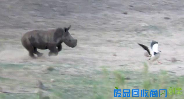 实拍南非犀牛宝宝追赶鸟群可爱一幕（组图）