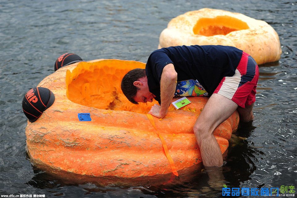 美国举办巨无霸南瓜快艇赛 众人划南瓜船趣味横生