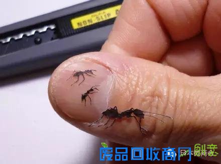 一位日本剪纸艺术家的纸雕神作