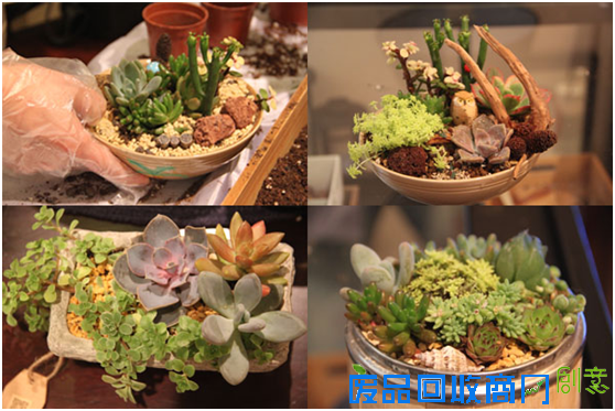 无肉不欢 Harbor House多肉植物DIY萌情开启
