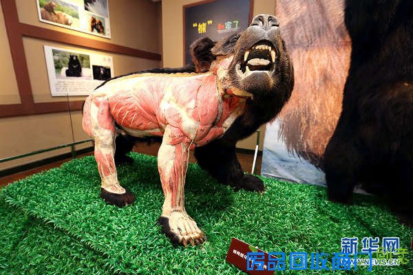 黑龙江省博物馆推出暑期《“熊”到家了》塑化标本特展