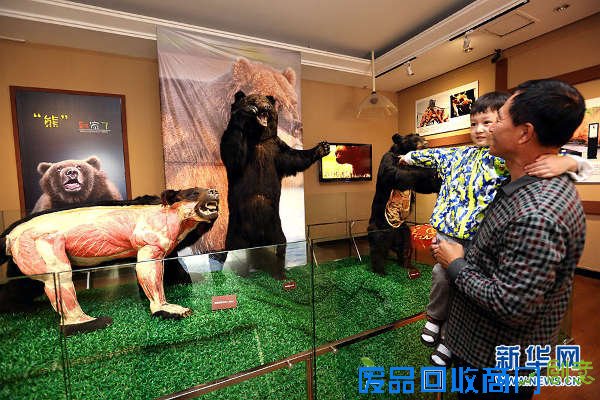 黑龙江省博物馆推出暑期《“熊”到家了》塑化标本特展