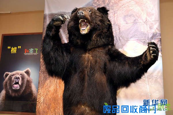 黑龙江省博物馆推出暑期《“熊”到家了》塑化标本特展