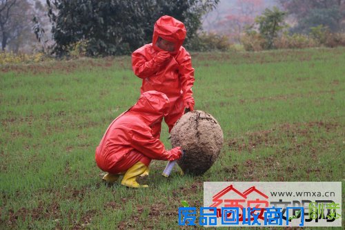 临潼区林业工作站成功摘除胡蜂蜂巢