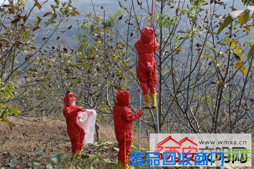 临潼区林业工作站成功摘除胡蜂蜂巢