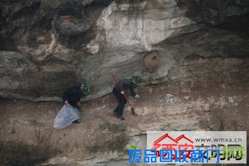 临潼区林业工作站成功摘除胡蜂蜂巢