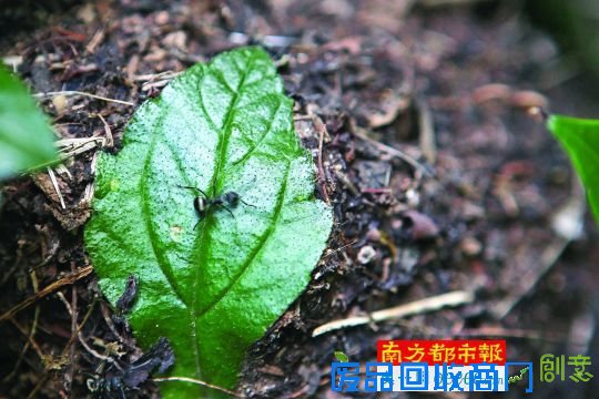 6月9日。深圳莲花山南坡，植物群中的蚂蚁窝。