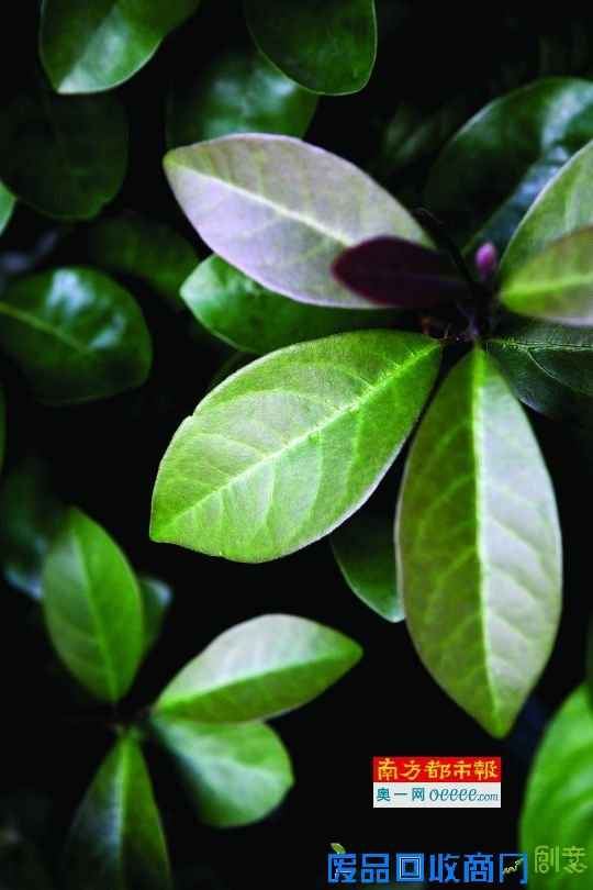 6月9日。深圳莲花山南坡，豺皮樟。