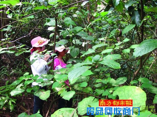 2013年8月21日。研究人员在深圳莲花山进行实地调查。通讯员图
