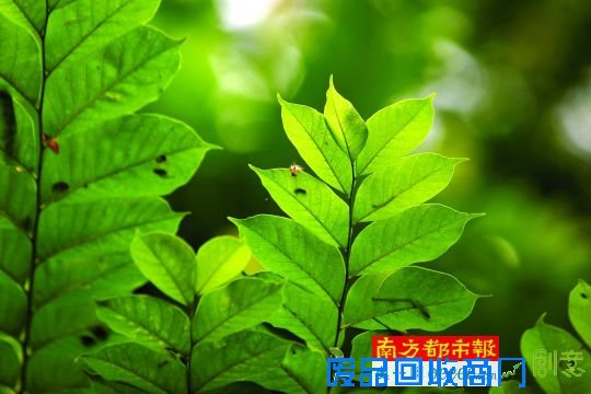 莲花山公园，层层叠叠的植被把位于市中心区的这座山体包裹起来。