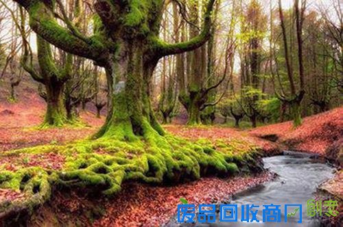 巴斯克乡野一向神秘于世。