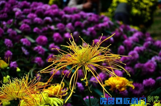 2015年11月上海公园活动汇总（图）