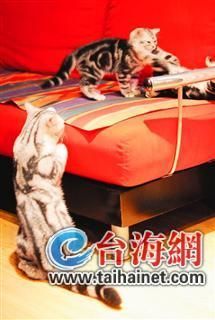 男生家成动物园建了猫博物馆 长得像林丹(图)