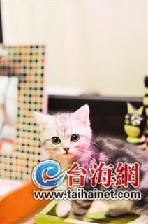 男生家成动物园建了猫博物馆 长得像林丹(图)