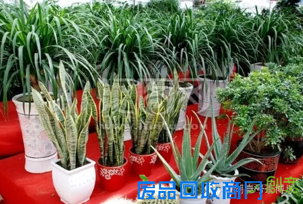 茶博城里开“两会” 花会、庙会迎新春