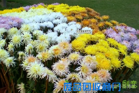 茶博城里开“两会” 花会、庙会迎新春