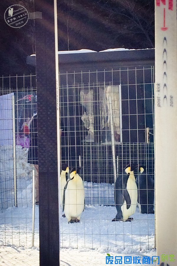 长春的冰雪奇缘，赏雪雕逗企鹅尽享新年【年味】