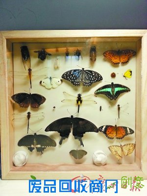 城城和妈妈一起为心爱的蝴蝶制作的标本框。