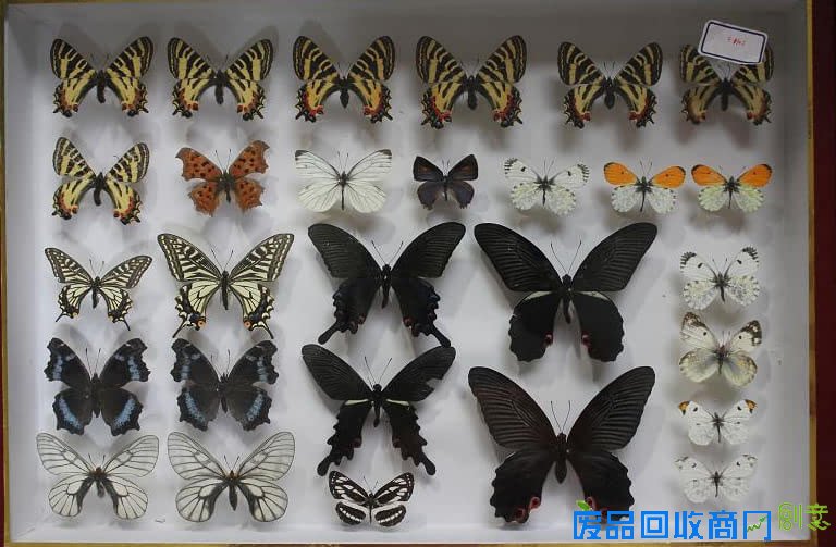 南京医科大学有位热心环保的“蝴蝶王”：寻蝶、养蝶、护蝶、摄蝶样样精